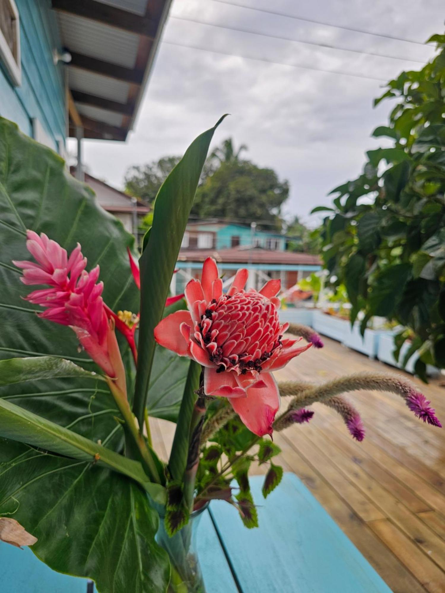 Casa Pelicano Bocas Town Ngoại thất bức ảnh